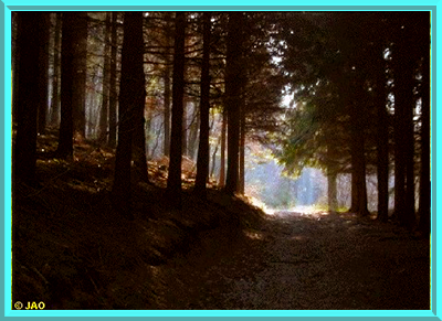 Door de donkere bossen. Door de donkere bossen.