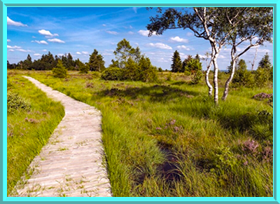 Plankenpad op het veen van Malchamps. Plankenpad op het veen van Malchamps.